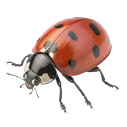 Imagen PNG para descargar